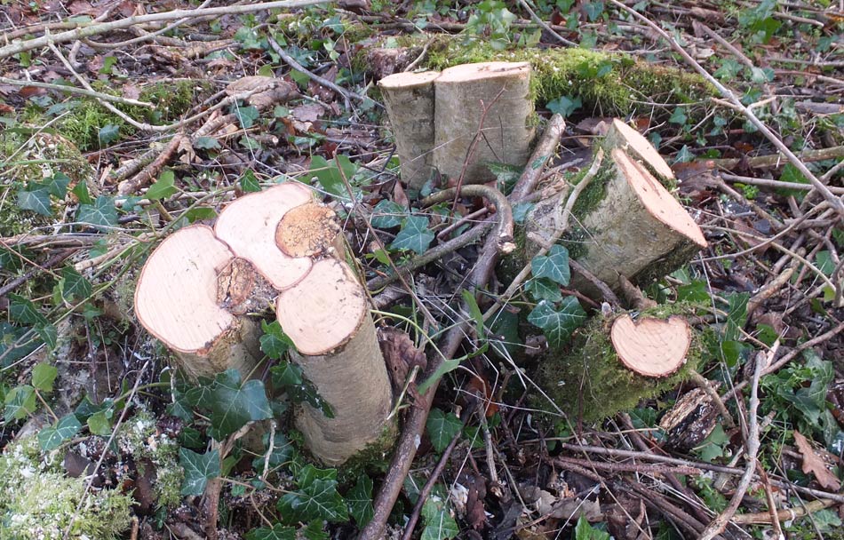 Coppicing
