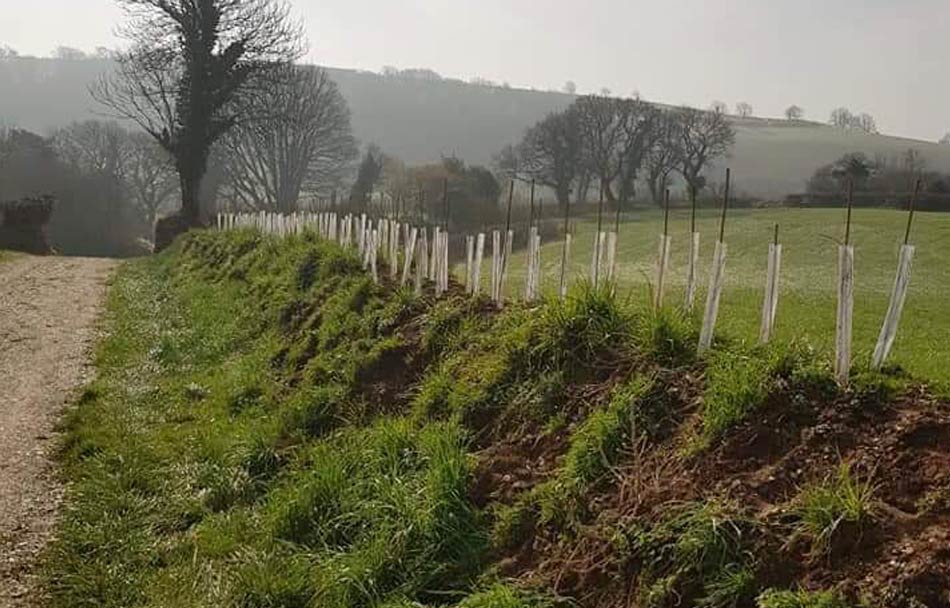 Hedge Planting