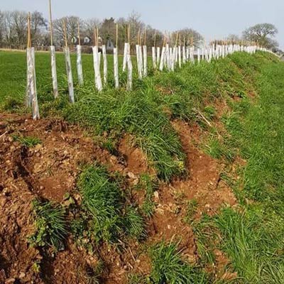 Hedge Planting