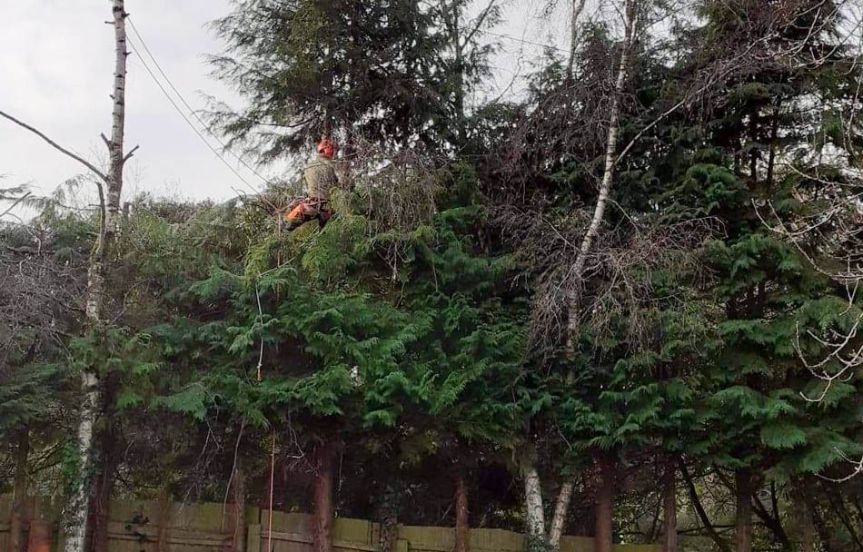 Tree Surgery