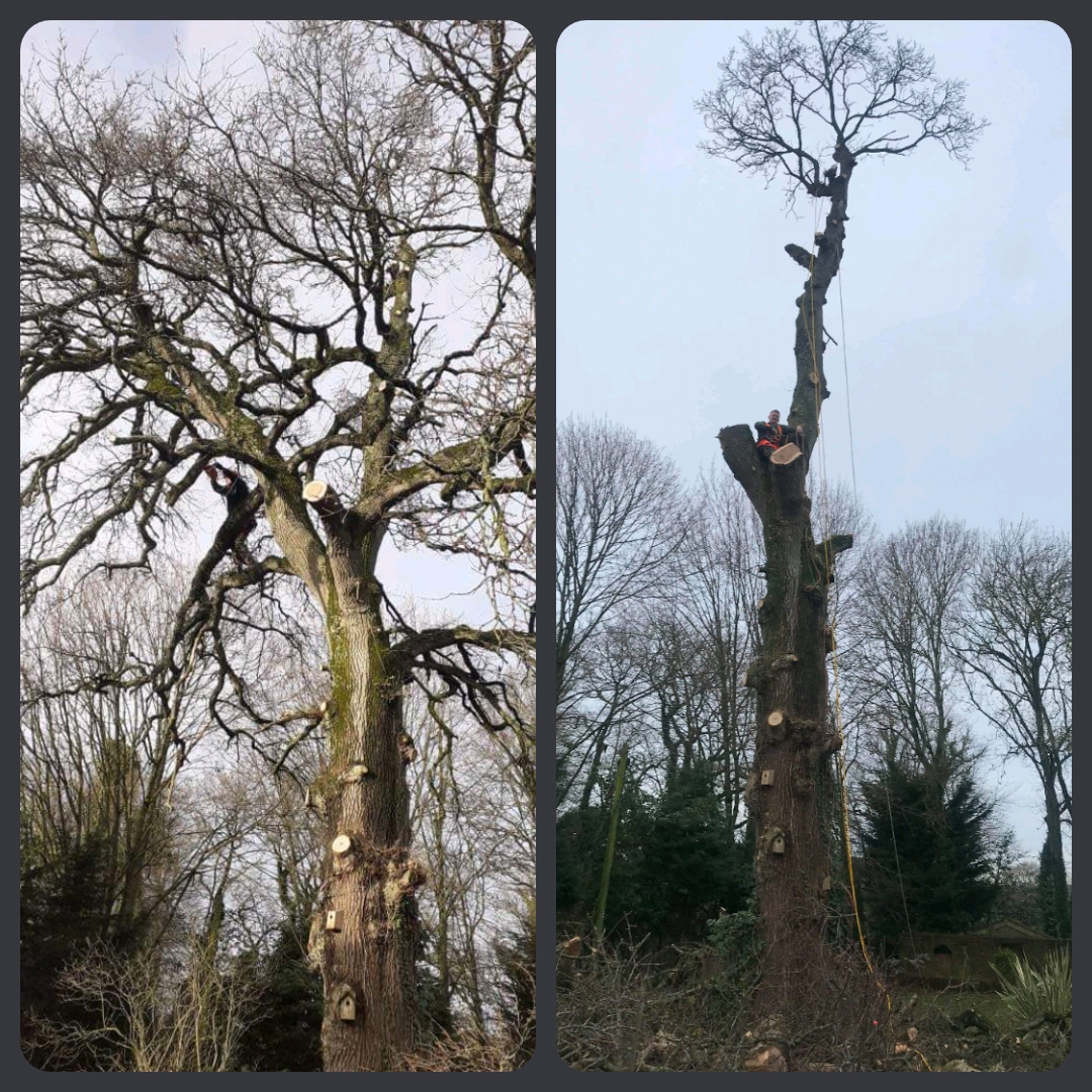 Tree Surgery