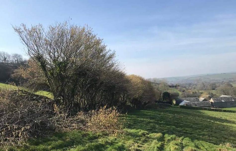 Devon Hedge Layers