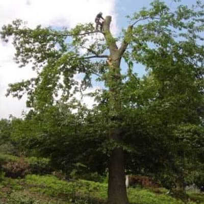 Tree Surgery
